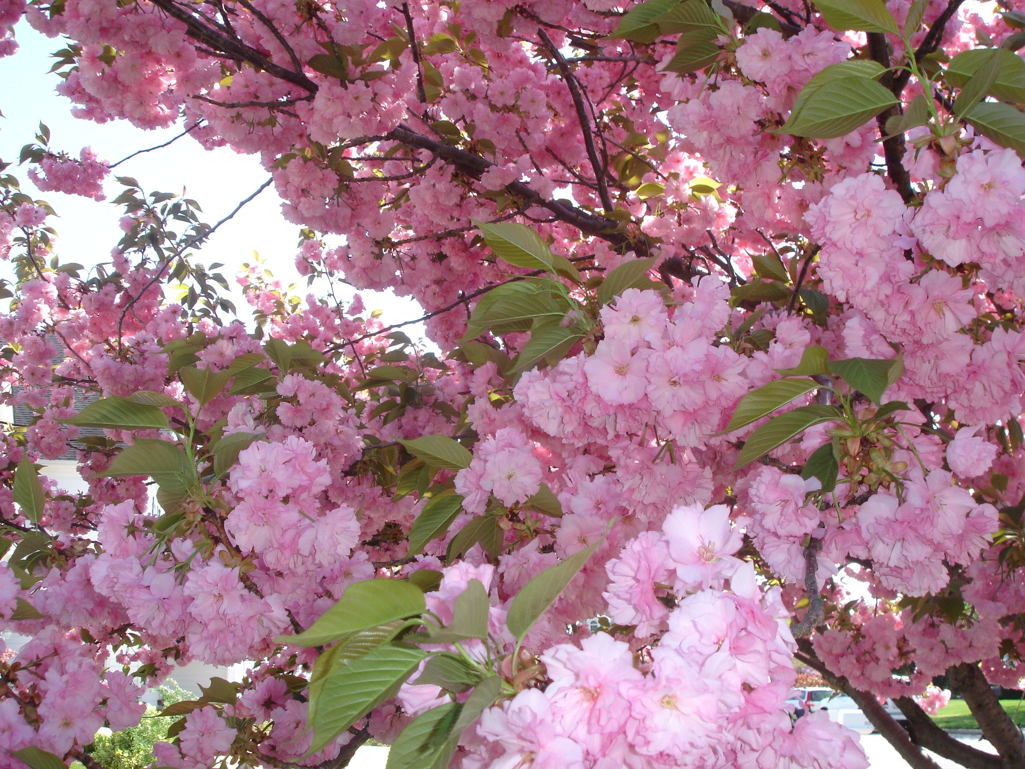 Spring Garden Tour | Lisa Earthgirl - Gardening Tips and Helpful Advice