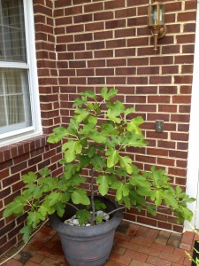 This is a fig tree grown from cuttings from Mt. Vernon estate.