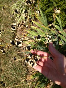 Seedpods of the blackberry lily. They look so much like real blackberries- Ican see why Thomas Jefferson was so enamored by them!