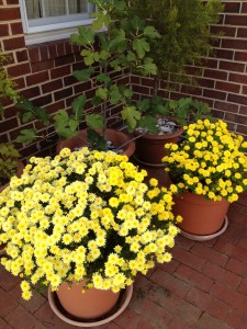 A main staple is always a few mums to add some splashy color. 