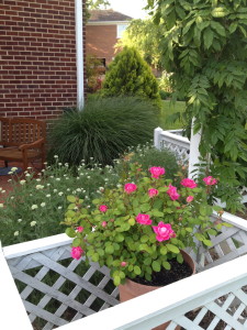Use these sprays on the rose foliage to keep them disease free through out the season.