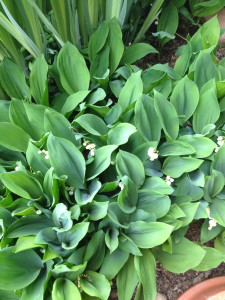 I have lily of the valley under the deck which smells wonderful-