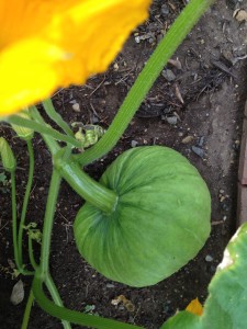 My pumpkin- only about the size of a grapefruit right now, but hopefully will get to be giant!