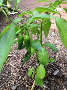 If you have problems with wildlife eating your produce give jalapenos a try. I have never had a single one bothered.