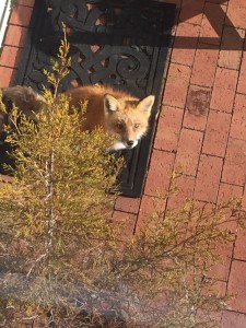 This is our resident fox. She has been with us for a few years. A friend to our feral kitty, and rarely visible. We had a lucky photo op!