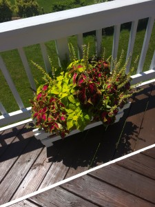 Here's a close up of one of the planters. I am amazed at how many varieties of coleus there are. I don't know which one I like best-