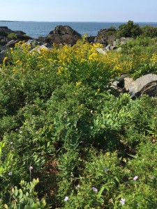 Wild aster and goldenrod were all along the coastline