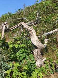 The terrain is so steep that you see exposed roots like this wherever there is a large plant.