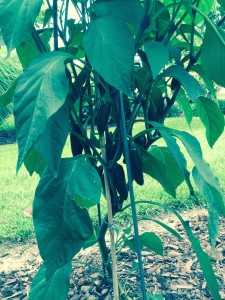 An amazing number of peppers- 125- were harvested off this one plant.