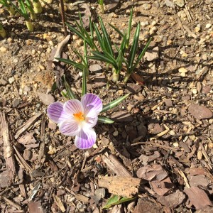 As soon as the snow melted the crocus appeared-
