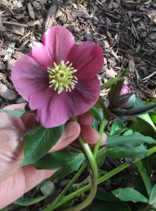 And now the hellebores are starting to bloom- so pretty!