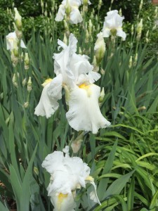 The glorious white irises-