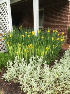 The happy yellow flag irises- always make me smile!