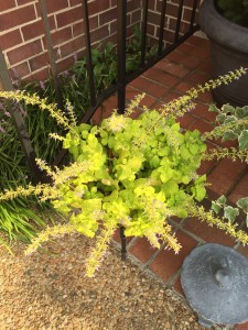 This pretty lemon/lime coleus has done well in the summer heat. Watering at least once a day has been a key!