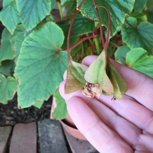 Look closely at your plants, many will have seed pods that you can dry and save for next year. This begonia has really strikingly pretty ones in a teardrop shape.
