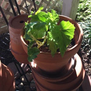 Some of the more tender herbs and plants are easily propagated by taking cuttings that you can root in water then plant indoors to save over the winter months. Begonias and basil are two of my favorites.