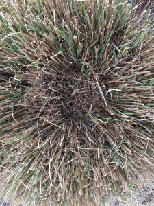 An easy fix for mature grasses with a bare center- read all about it here!
