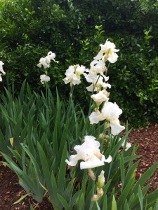 Always beautiful white iris was blooming early this year. With some of the blooms reaching 8 inches in diameter!