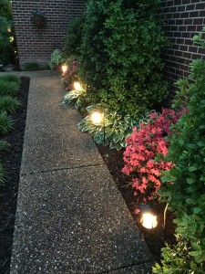 In the evening light the azaleas shine. 