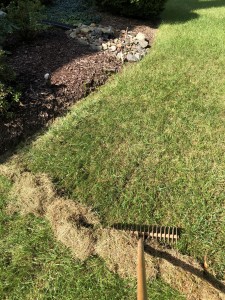 This type of steel rake is my favorite choice for de-thatching the lawn and preparing the soil for overseeding. Just look how much debris it removes!